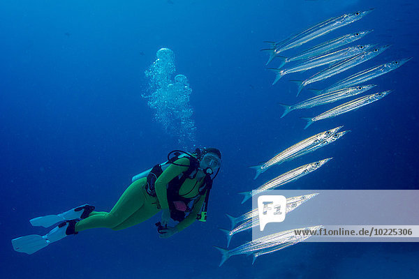 Palau  scuba diver watching Heller's barracudas