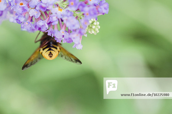 Rückansicht der Bienen bestäubenden lila Buddleja-Blume,  Buddleja davidii