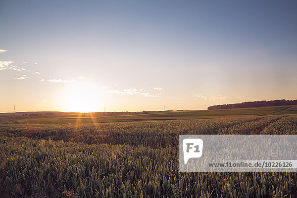 Germany  Baden-Wuerttemberg  wheat field against the evening sun