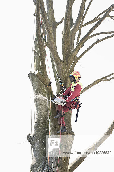 Arbeiter mit Seilen gesichert  die einen Baum mit einer elektrischen Säge beschneiden.
