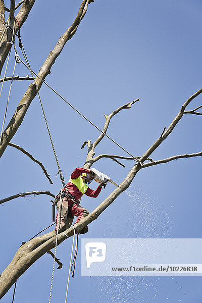 Arbeiter mit Seilen gesichert  die einen Baum mit einer elektrischen Säge beschneiden.