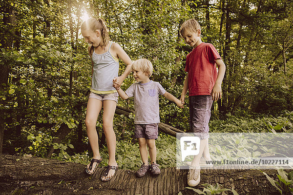 Drei Kinder balancieren auf umgestürztem Baum im Wald