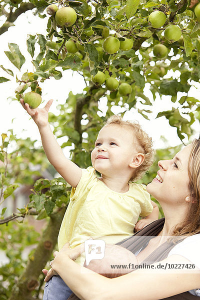 Kleines Mädchen pflückt mit Hilfe von Müttern einen Apfel vom Baum