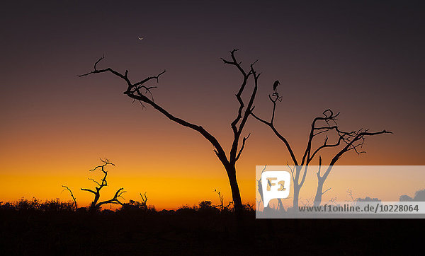 Botswana  Chobe Nationalpark  Marabu im Baum bei Sonnenuntergang