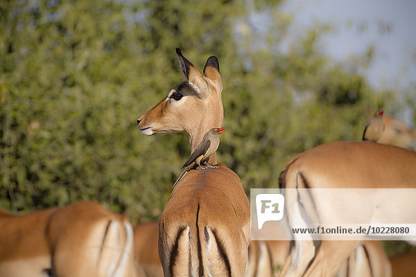 Botswana  Chobe Nationalpark  Madenhacker sitzend auf dem Rücken von Impala