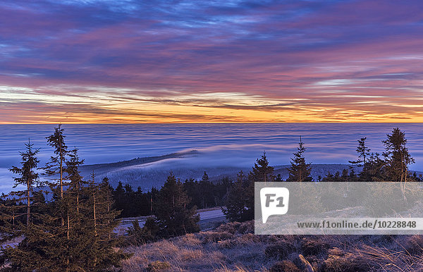 Deutschland  Sachsen-Anhalt  Nationalpark Harz  atmosphärische Inversion am Brocken am Vormittag