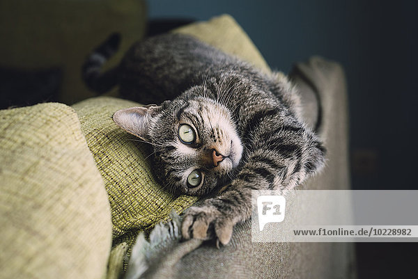 Portrait der gestreckten Katze auf der Rückenlehne einer Couch