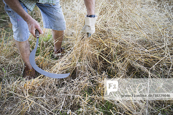 Spanien  Landwirt beim Mähen von trockenem Gras mit Sense