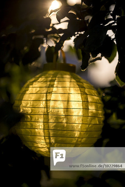 Lampion,  der in der Abenddämmerung in einem Baum hängt.