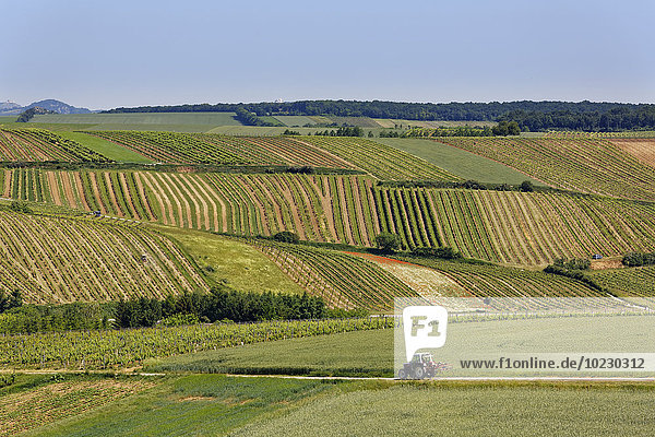 Österreich Niederösterreich Weinviertel Falkenstein Weinberge Traktor auf Landstraße