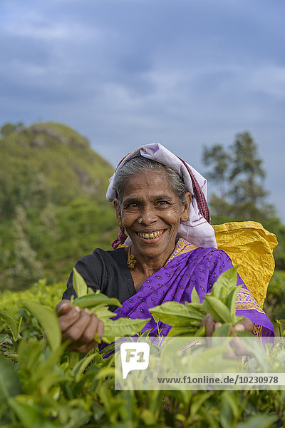 Sri Lanka Lächelnde Frau beim Tee pflücken