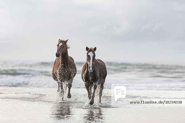 Braune Pferde  die am Strand laufen