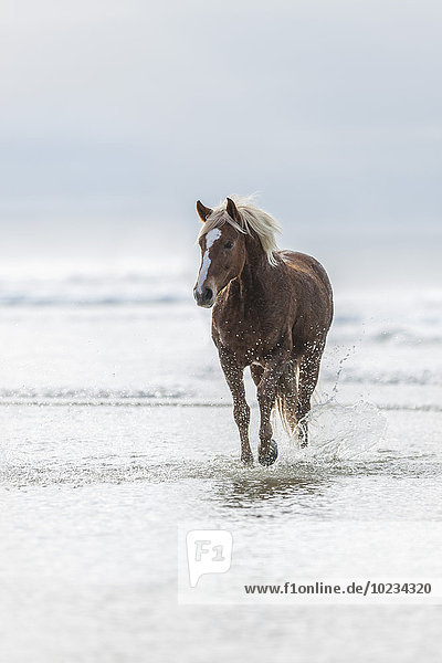 Braunes Pferd,  das am Strand rennt