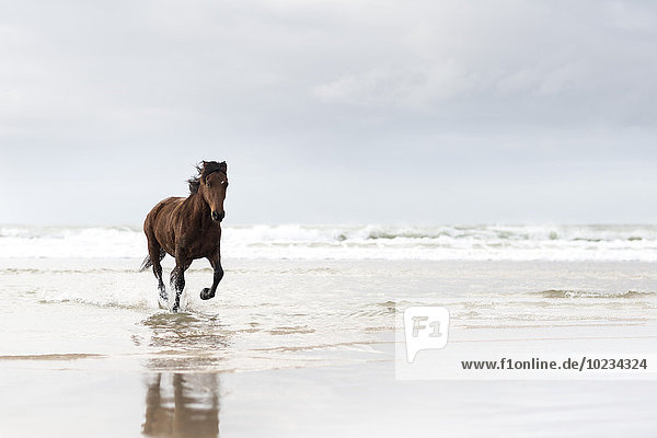 Braunes Pferd  das am Strand rennt
