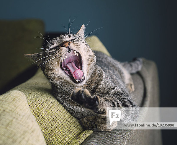 Portrait einer gähnenden Katze auf der Rückenlehne einer Couch liegend