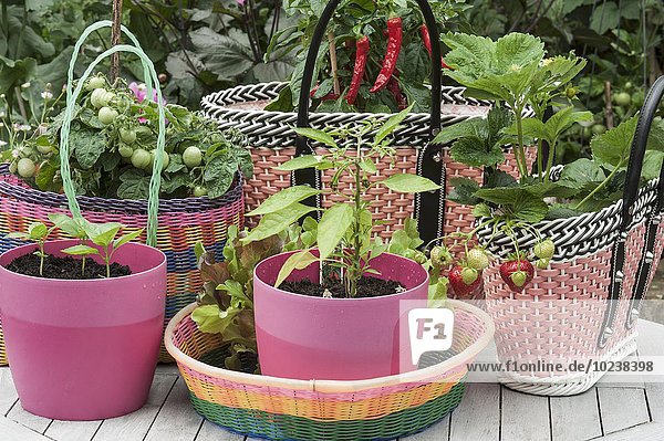Basilikum Setzlinge in pinkfarbenem Kunststoff Topf  Tomaten- und Erdbeer-Pflanzen in Körben aus Kunststoff Geflecht