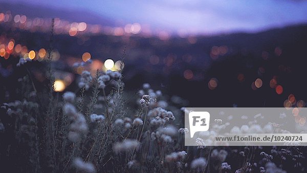 Hintergrund Beleuchtung Licht Wildblume glitzern getrocknet Abenddämmerung