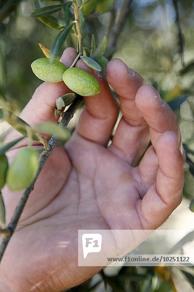 Picking green olives