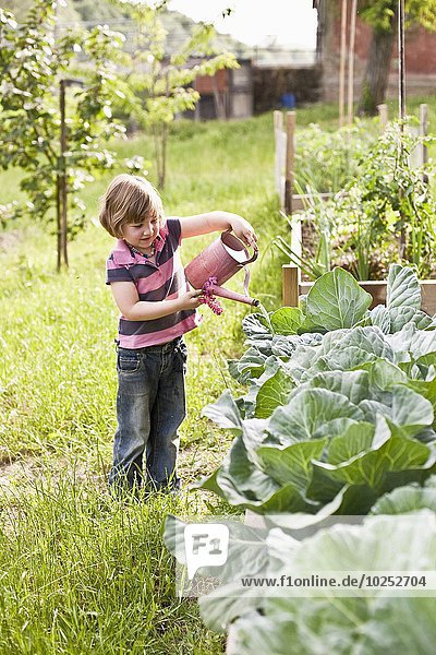 Child watering the vegetables in the vegetable garden