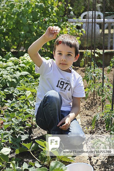 Young boy picking strawberries