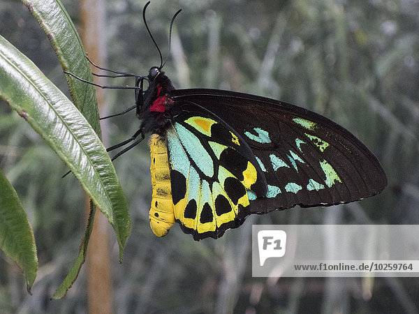 Nahaufnahme von Cairns Birdwing Schmetterling auf Blatt
