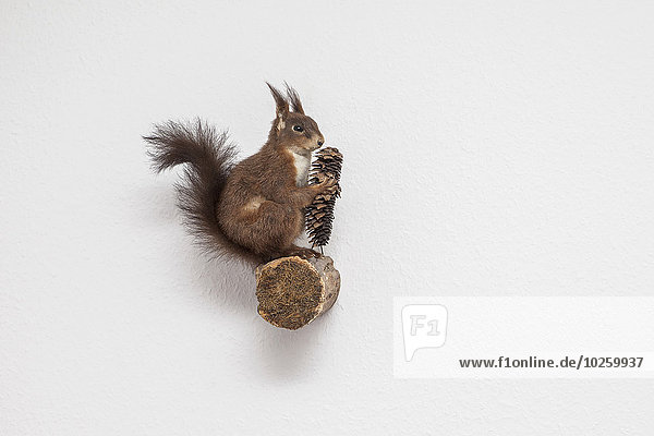 kegelförmig,Kegel,Hörnchen,Sciuridae,Wand,halten,Kiefer,Pinus sylvestris,Kiefern,Föhren,Pinie,Ansicht,Länge,Seitenansicht,voll