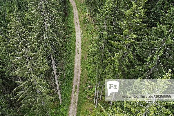 hoch,oben,Baum,Fernverkehrsstraße,schmutzig,immergrünes Gehölz,Ansicht,Flachwinkelansicht,Winkel