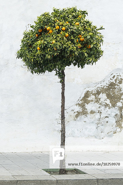 Zitronenbaum auf dem Bürgersteig
