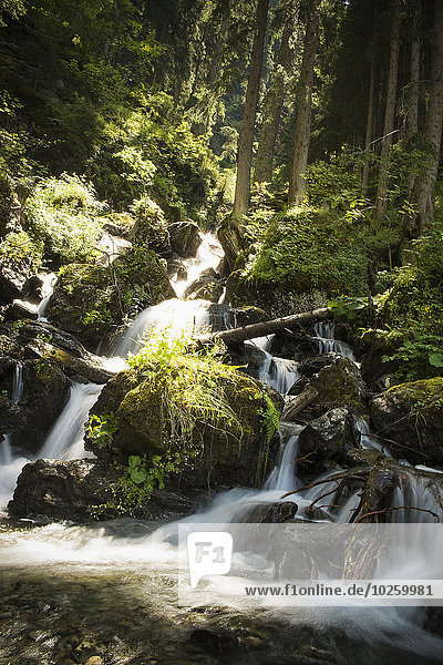 Wald,Wasserfall