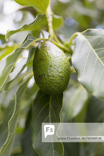 Avocado am Baum hängend