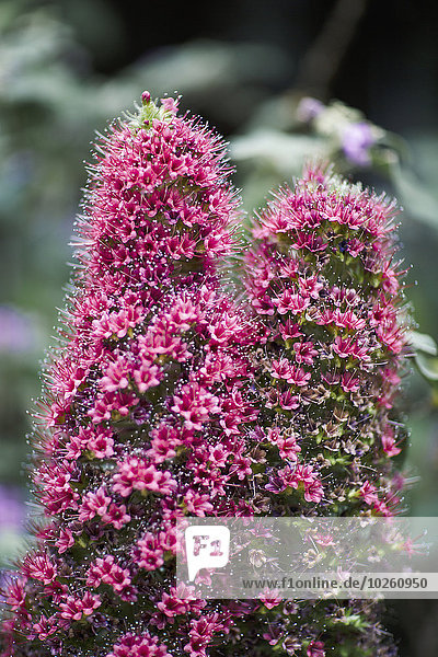 Nahaufnahme der im Park blühenden Buddleia-Blüten