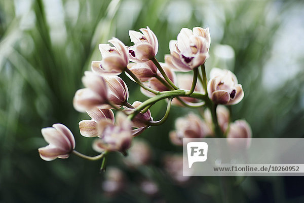 Nahaufnahme von Cymbidium floribundum Blüten  die auf der Pflanze im Park blühen.