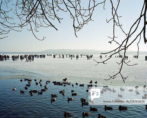 Enten auf dem See durch verschneite Landschaft