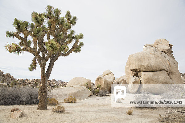 Baum,Himmel,Wachstum,Wüste,Joshua Tree,Yucca brevifolia