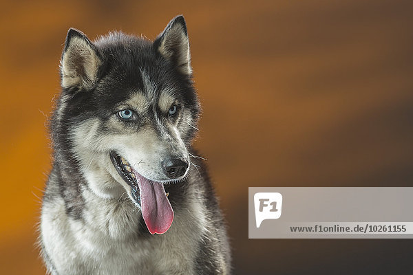 sehen,Close-up,wegsehen,Reise,Husky