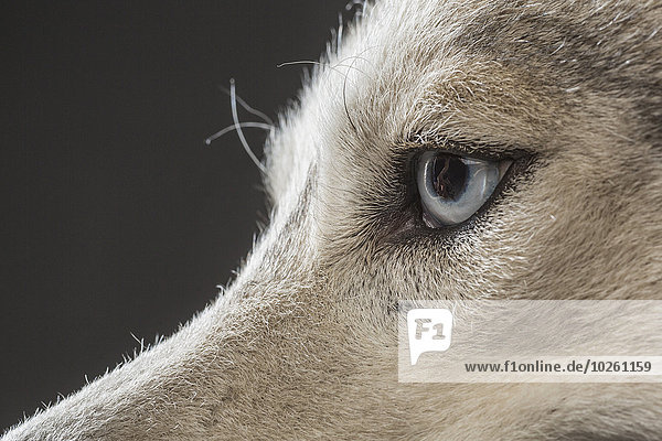 Anschnitt,Fotografie,grau,über,Hintergrund,Husky