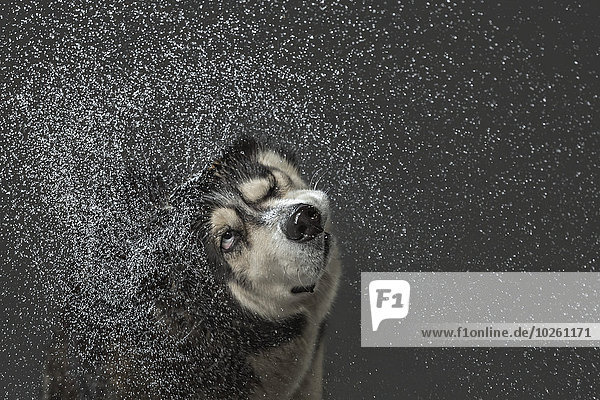 Wasser,grau,über,Hintergrund,Husky,schütteln