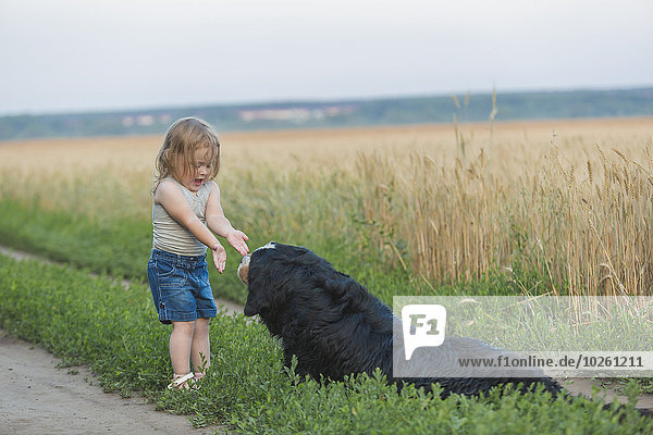 Hund,Feld,Mädchen,spielen