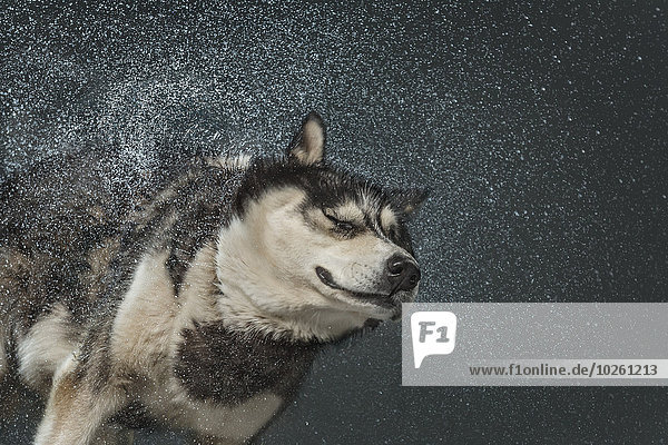 Wasser,grau,über,Hintergrund,Husky,schütteln