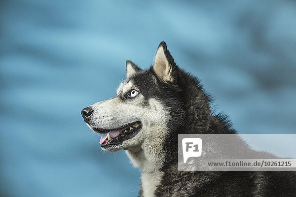 sehen,über,Hintergrund,blau,wegsehen,Reise,Husky