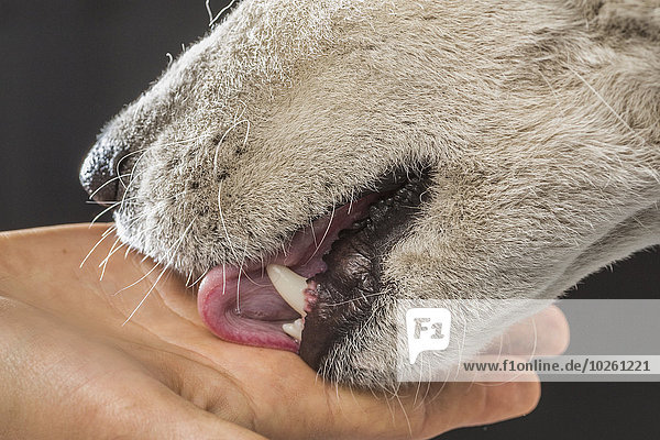 Frau,grau,über,Hintergrund,Close-up,lecken,Husky