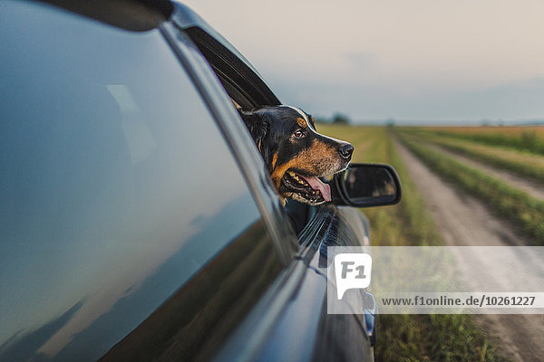 sehen,Fenster,Auto,blättern,Collie,Grenze