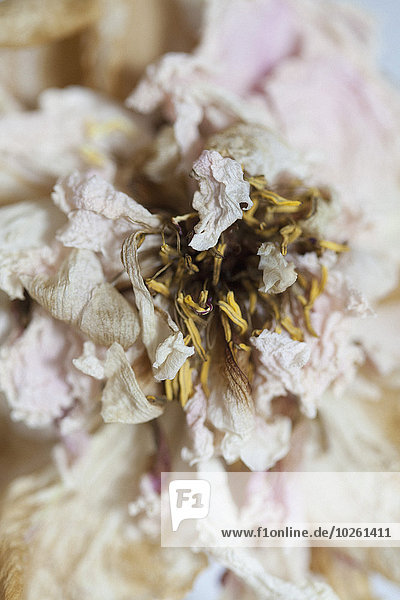 Blume,trocknen,Close-up,close-ups,close up,close ups