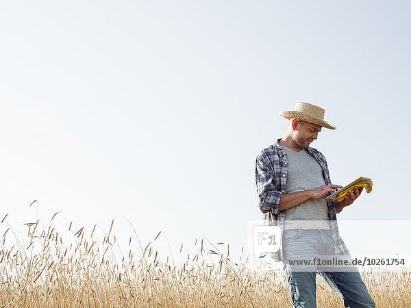 A man in working clothes  jeans and straw hat  using a digital tablet standing in a cornfield.