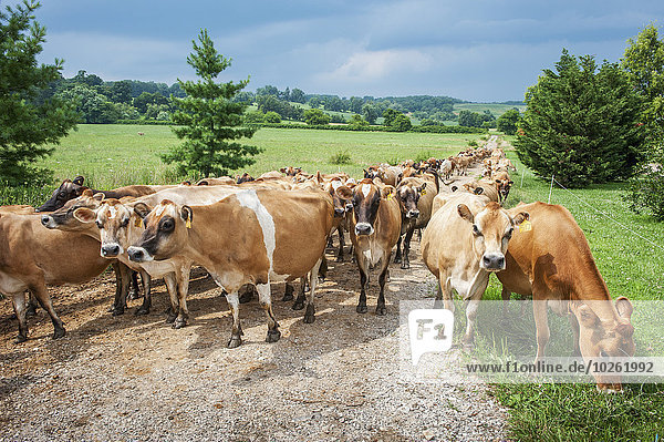 Hausrind Hausrinder Kuh Amerika gehen Milchprodukt Fernverkehrsstraße Kies Verbindung Maryland