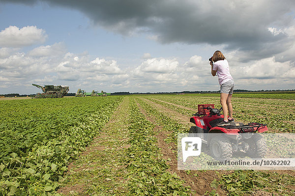 Female farmer photographing the cucumber harvest on her farm while standing on her ATV Four Wheeler; Preston  Maryland  United States of America