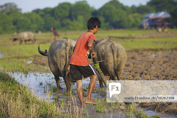Bunong boy ploughing with Water Buffalo; Mondulkiri  Bangladesh