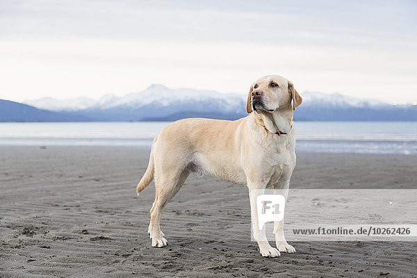 Labrador retriever on the Homer Spit beach  Kenai Peninsula  Southcentral Alaska.
