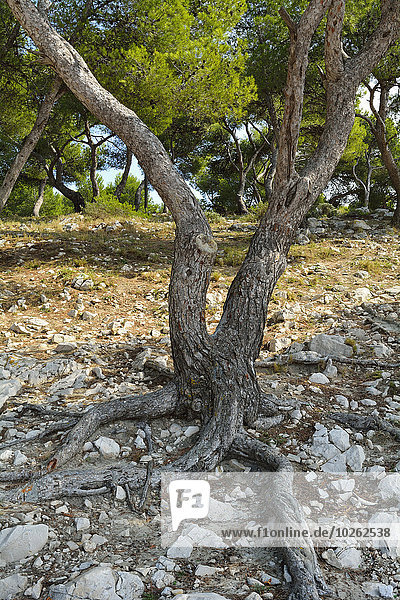 Frankreich Stein Küste Wald Kiefer Pinus sylvestris Kiefern Föhren Pinie Provence - Alpes-Cote d Azur