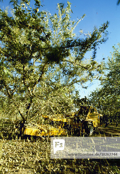 Amerika Baum Verbindung Mandel Kalifornien schütteln